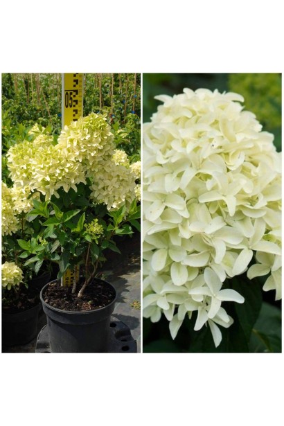 Гортензия метельчатая Скайфолл - 3л/вис.40-60см/Ø30-40см